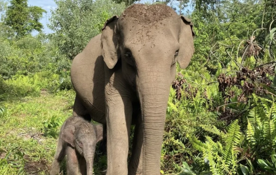 Kemenhut umumkan kelahiran anak gajah di TN Tesso Nilo