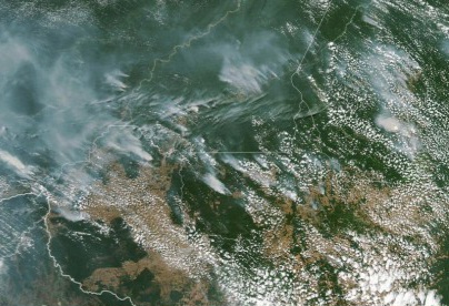 Tutupan Hutan Dunia Menyusut Drastis
