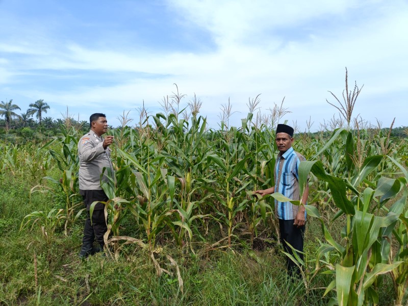 Dukung Ketahanan Pangan Nasional, Polsek Kandis Cek Lahan Jagung Pipil Kelompok Tani Ayu Makmur