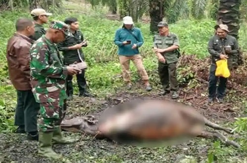 Sapi Warga Dayun Siak Dimangsa Harimau Sumatera, BBKSDA Riau Tingkatkan Patroli dan Pasang Kamera Jebak