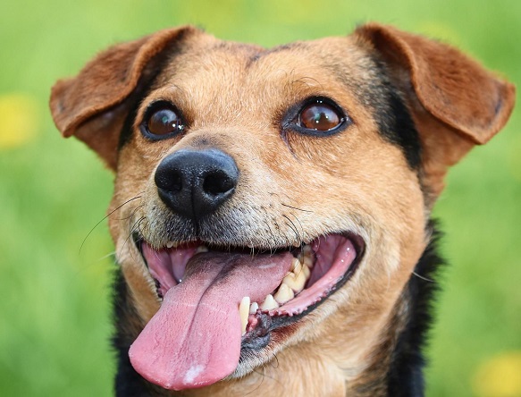 Heboh di Pekanbaru, Sembilan Warga Jadi Korban Gigitan Anjing Diduga Rabies