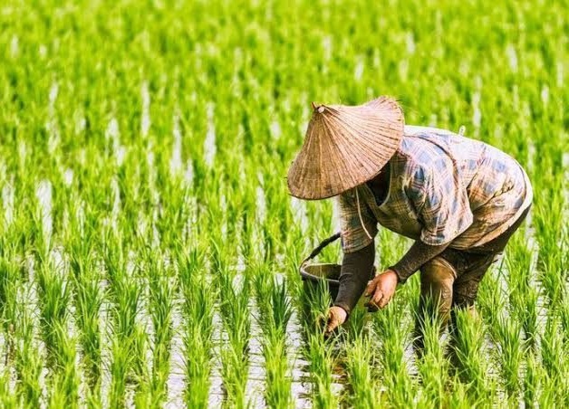 NTP Riau Juni 2025 Turun 0,79 Persen, Peringkat Kedua Tertinggi se-Sumatera