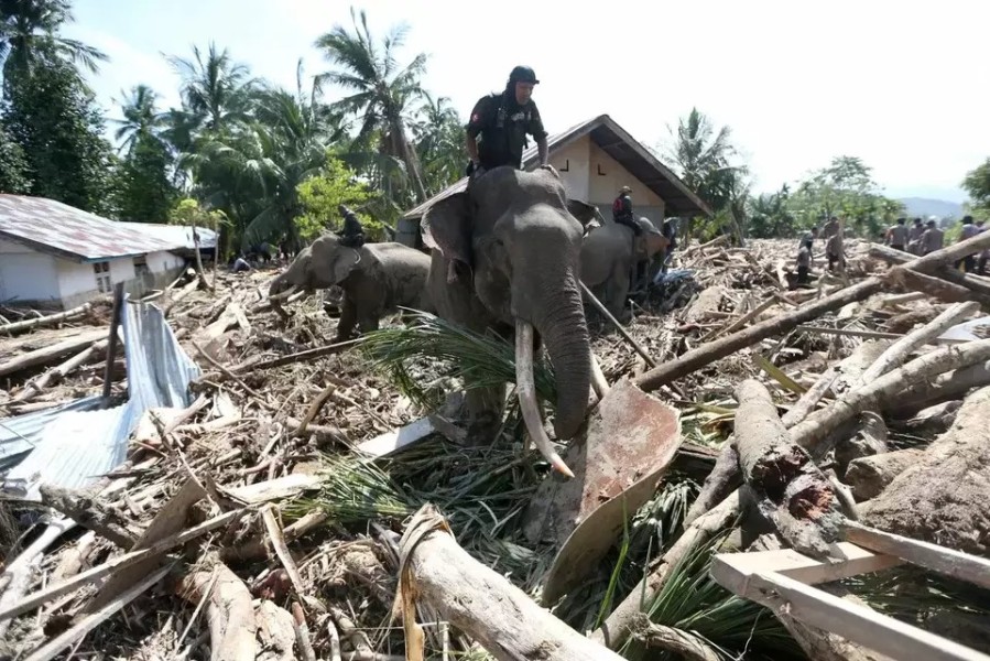 Gajah Bantu Bersihkan Puing Kayu Dibawa Banjir Bandang Pidie Jaya Aceh