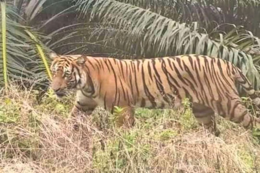Pemanen Damar di Dusun Nunusan, Inhu Selamat Diserang Dua Harimau