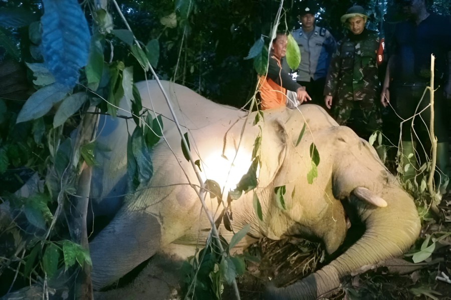 Polisi: Gajah Mati di Aceh Timur Diduga Minum Racun Rumput