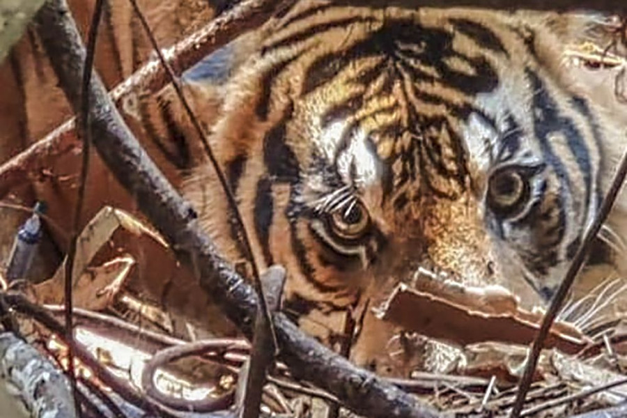 Harimau Masuk Kamp Pekerja Lapangan di Pelalawan