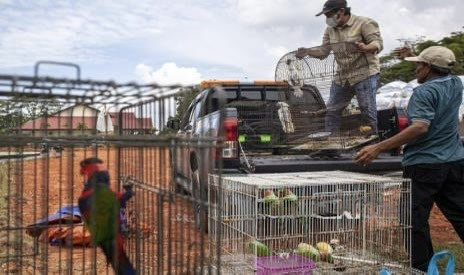 Burung Kakatua hingga Ribuan Telur Penyu Gagal Diperjualbelikan di Batam