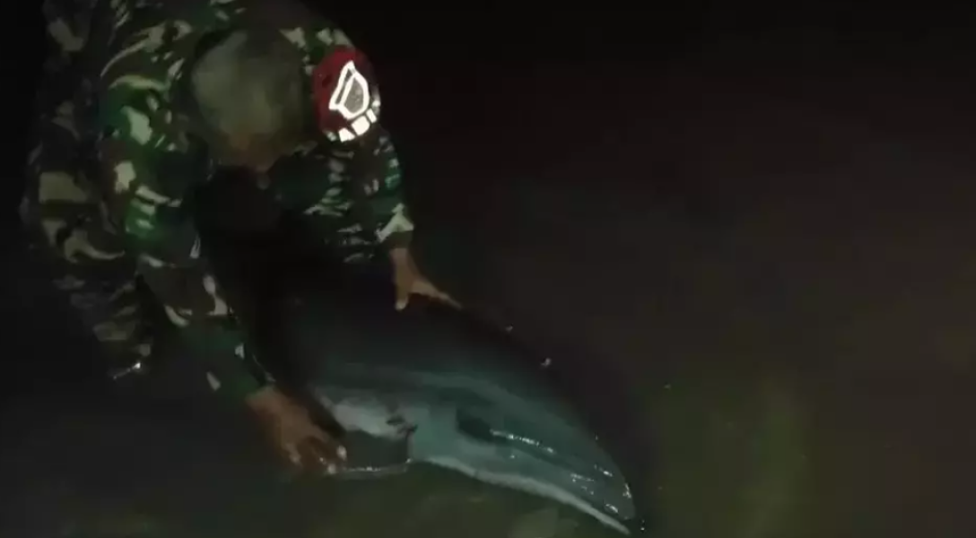 Diserang Buaya, Lumba-lumba Penuh Luka Terdampar di Pantai Balikpapan