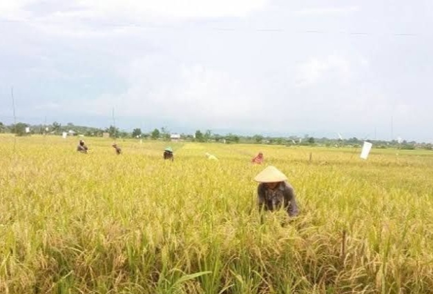 Produksi Beras Riau Baru Penuhi 22 Persen Kebutuhan Konsumsi Masyarakat