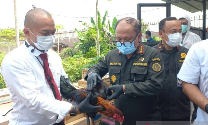 Karantina Musnahkan  Ratusan Ayam Asal Thailand
