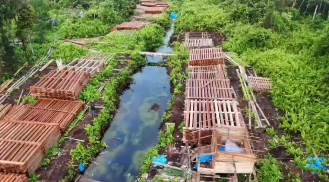 Polisi Temukan 300 Kubik Kayu Hasil Illegal Logging dalam Hutan Inhu