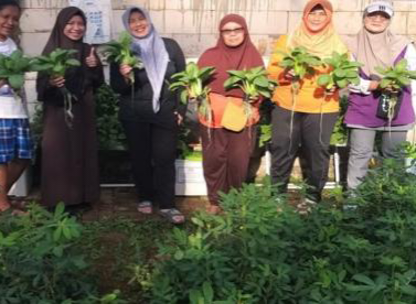 Panen Perdana KWT Pancasona: Pakcoy Hidroponik, Solusi Ramah Lingkungan dari Dosen UBSI