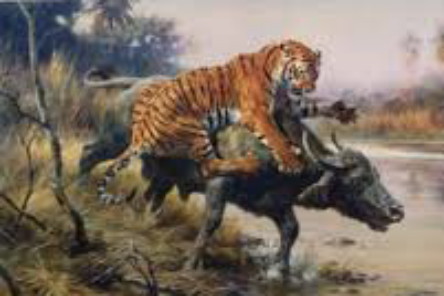 Warga Kuansing Cemas, Ada Kerbau Diduga Digigit Harimau