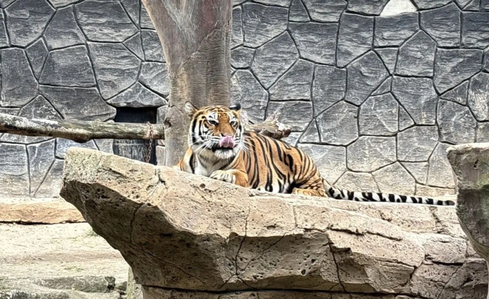 Bandung Zoo  Akan Dievaluasi  Usai 2 Harimau Benggala Mati