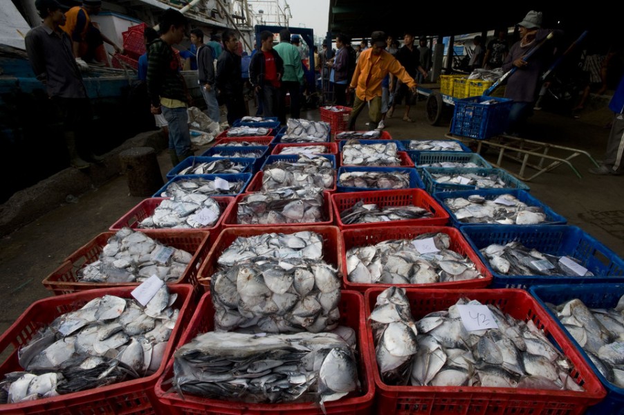 Tuna hingga Bulu Babi Indonesia Bakal Melancong ke Jepang