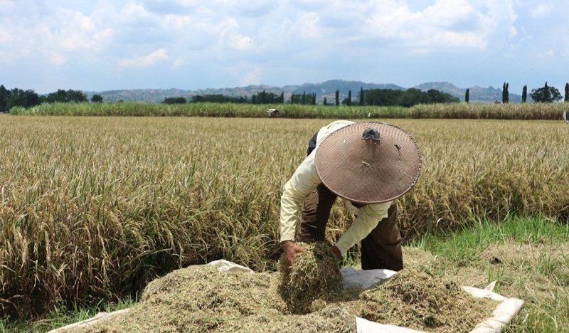 RI Impor Produk Pertanian AS Rp75 Triliun, Pemerintah Sebut Tak Pakai APBN