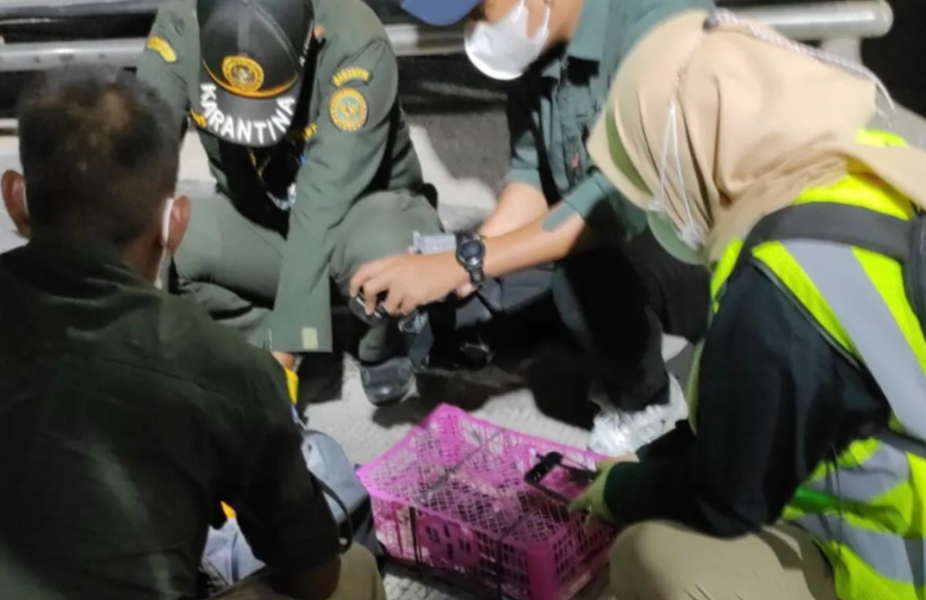 Penyeludupan Satwa Liar Pakai Bus Penumpang Digagalkan Karantina