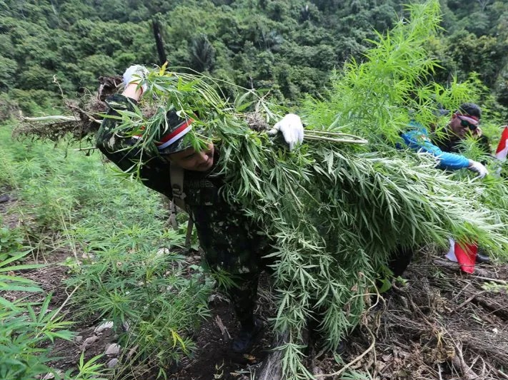 Polres Gayo Lues Musnahkan 58 Hektare Ladang Ganja