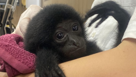 Polresta Pekanbaru Ungkap Perdagangan Satwa Dilindungi, Satu Ekor Siamang Dijual Rp10 Juta