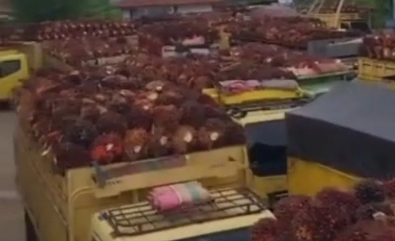 Puluhan Truk Sawit Tertahan di Pelabuhan Roro, DPRD Riau Panggil Dishub