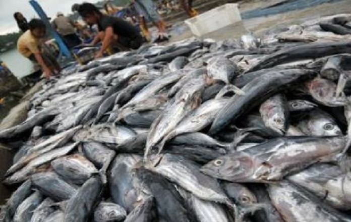 Cuaca Ekstrem Bikin Produksi Ikan Merosot di Awal 2026