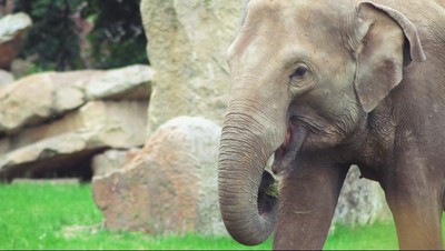 Atraksi Gajah Tunggang di Bali Akhirnya Resmi Dihentikan