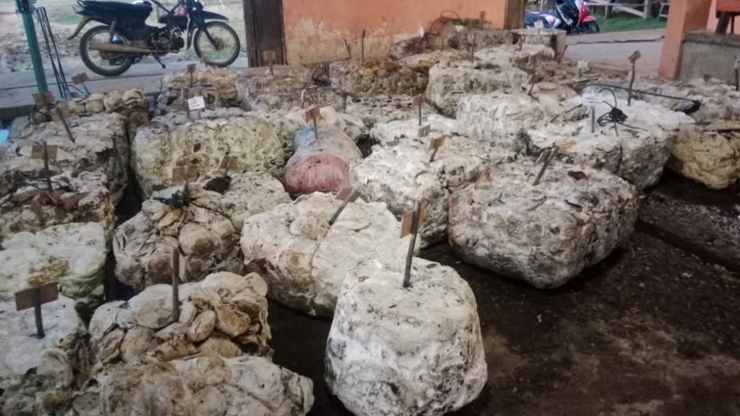 Pasca Lebaran, Harga Karet di Kuansing Terjun Bebas