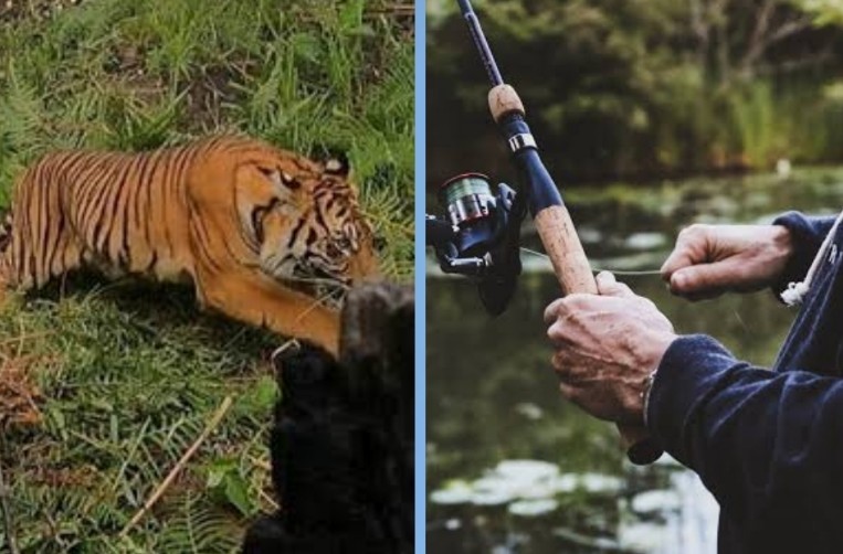 Pekerja di Siak Diterkam Harimau Sumatera saat Mancing