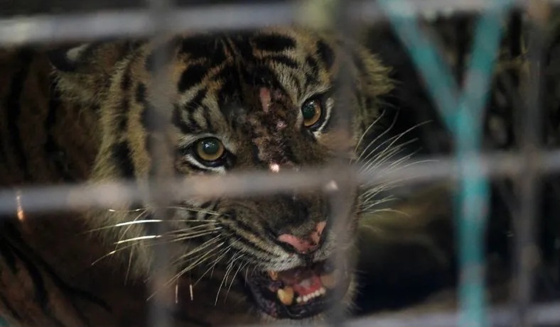 Harimau Sumatra Masuk Kandang Jebak di Batu Brak Lampung Barat