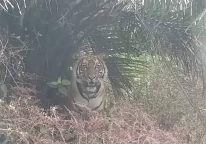 Harimau Sumatera Terekam di Pelalawan, BKSDA Riau Kerahkan Tim ke Lokasi