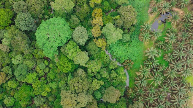 Lindungi 14.000 Hektare HCV, Ini Langkah PalmCo Menjaga Spesies Langka