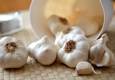 Sembalun Disiapkan Jadi Pusat Bibit Bawang Putih Nasional