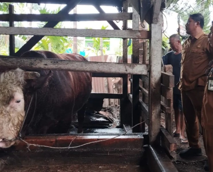 Dumai Dapat Penyaluran Satu Ekor Sapi Kitaurban dari Presiden Prabowo