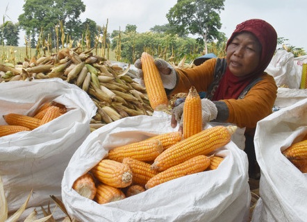 Prabowo Dorong Swasembada lewat Gudang Jagung dan Ekspor ke Malaysia