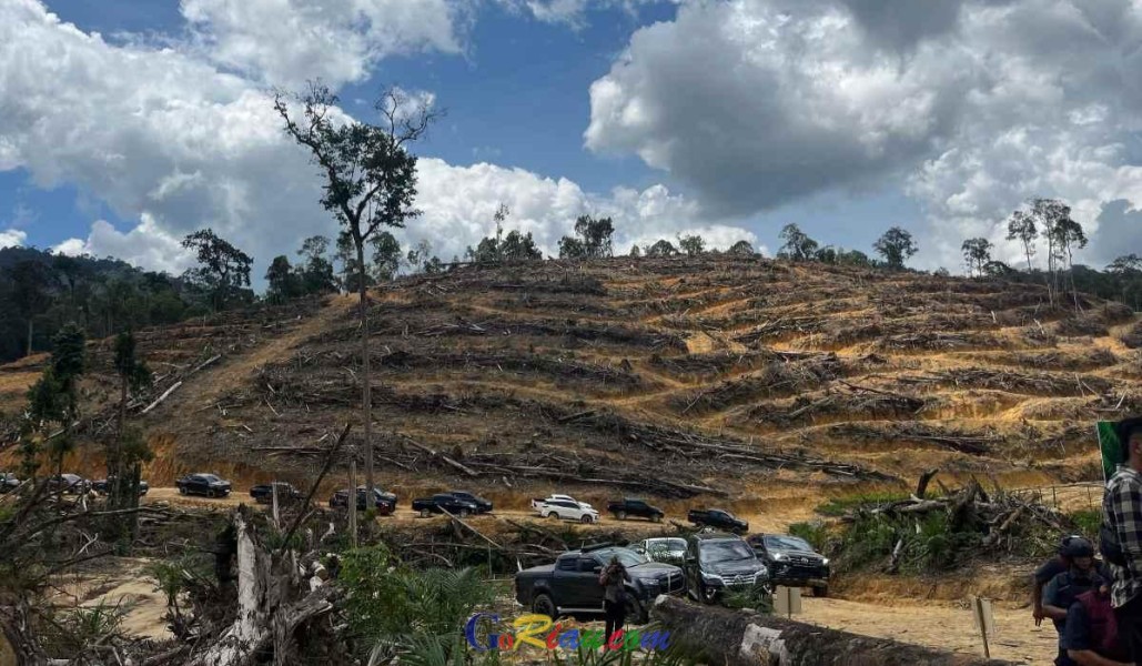 Puluhan Hektar Hutan Lindung Batang Ulak dan Batang Lipai Siabu di Kampar Gundul Dibabat Mafia Sawit