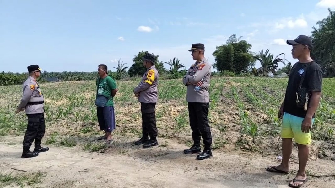 Kapolsek Kandis Tinjau Perkembangan Tanaman Jagung, Komitmen Polri Dukung Ketahanan Pangan Terus Berlanjut
