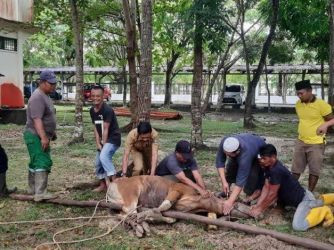 Pakar Kesehatan Ingatkan Limbah Kurban Harus Dikelola untuk Cegah Penyakit