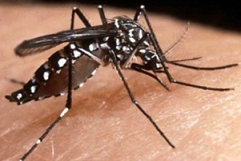 Perubahan Iklim Perluas Habitat Nyamuk Malaria