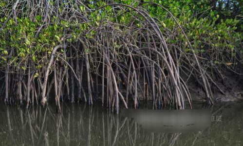 Peneliti Unud Uji Sampel Tanah Mangrove Benoa, Temukan Kontaminasi Senyawa Mirip BBM