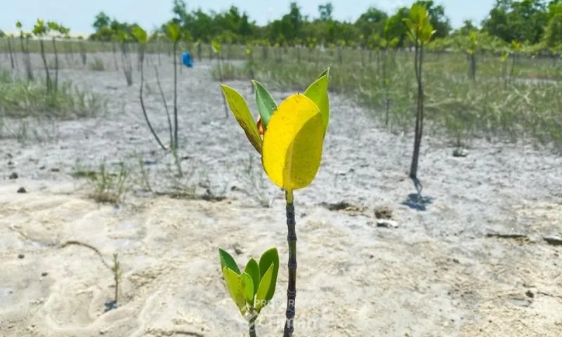 PT Timah Tanam 11.000 Pohon Mangrove.