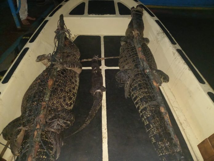 Insiden Lepasnya Puluhan Buaya PT PJK, Masyarakat Diimbau Tetap Tenang