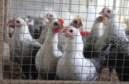 Kementan Kendalikan Produksi Ayam Hidup demi Stabilkan Harga Peternak