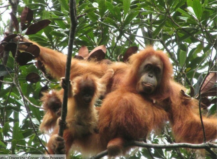 Empat Primata Indonesia Ini Masuk Daftar Kritis Dunia, Habitat Tergerus Deforestasi