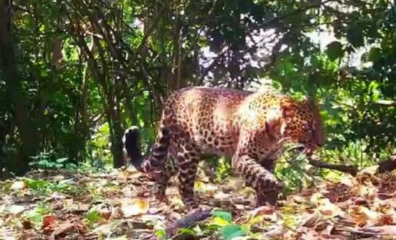 Macan Tutul Pincang di Sanggabuana, 5 Terduga Pemburu Ditangkap