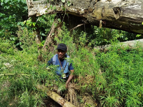 Patroli Gabungan, Bea Cukai Sita 50 Kg Ganja di Perbatasan RI-Papua Nugini