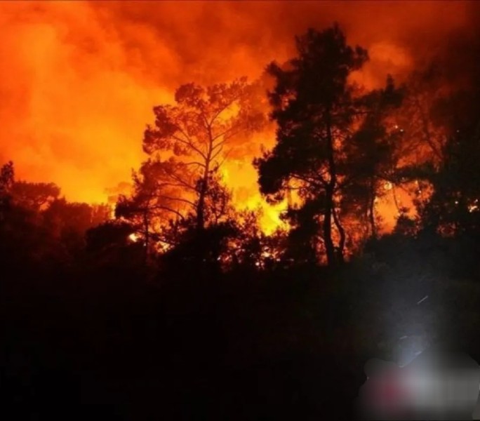 Tiupan angin kencang perparah kebakaran hutan di Jepang
