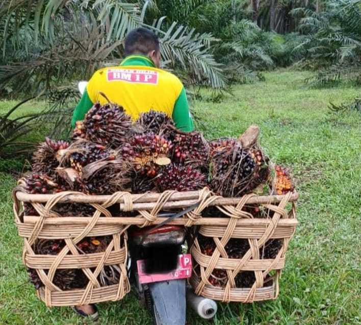 Aset Pemkab Dikuasai Orang Tak Berhak, Warga Rohil Geram