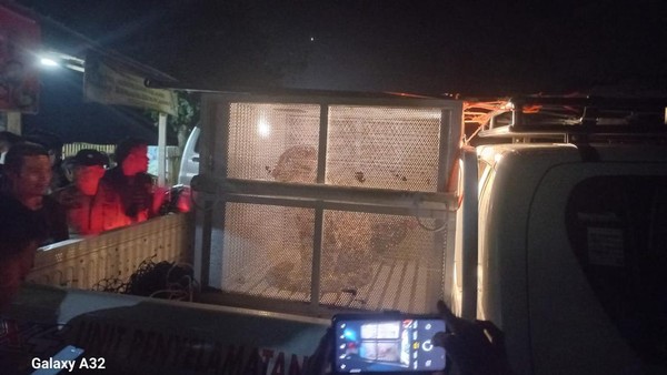 Macan Dahan Masuk Gudang Warga di OKU, Dievakuasi BKSDA