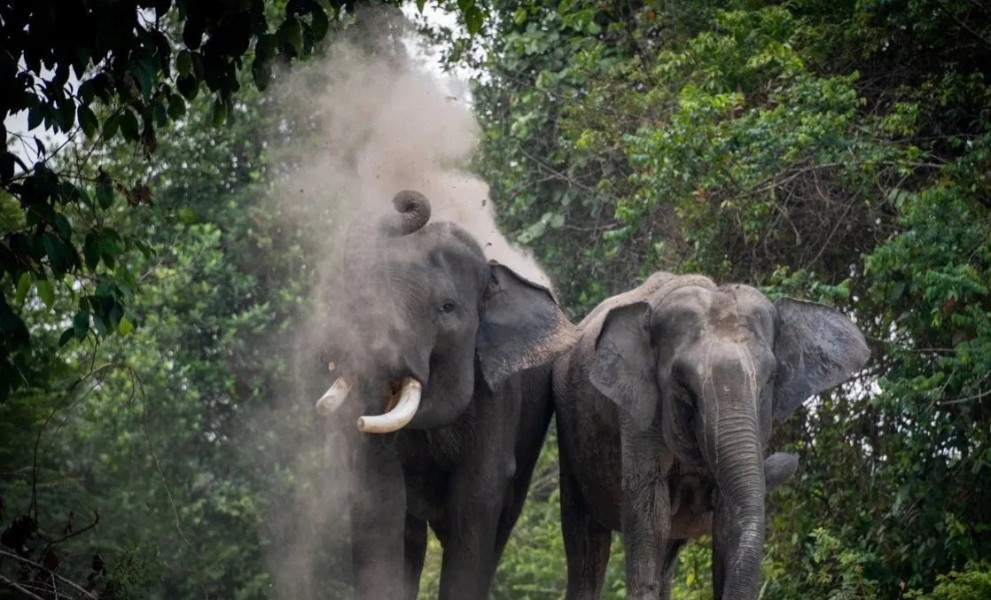 PHR Luncurkan Program Sahabat Gajah untuk Redam Konflik Satwa