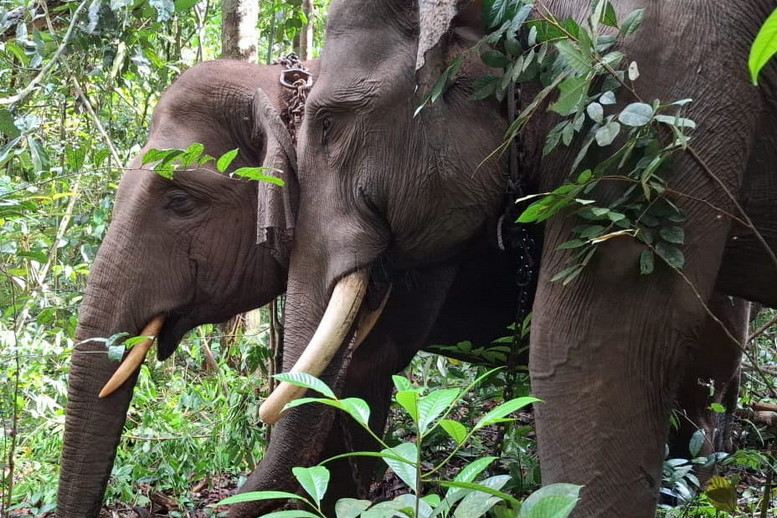 Berbulan - bulan Terpisah dari Rombongan, Seekor Gajah Jantan Berhasil Direlokasi BBKSDA Riau